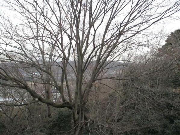 セイシェルの物件内観写真